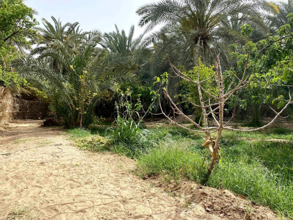 Forest Camp Siwa - كامب الغابة Siwa Oasis Buitenkant foto