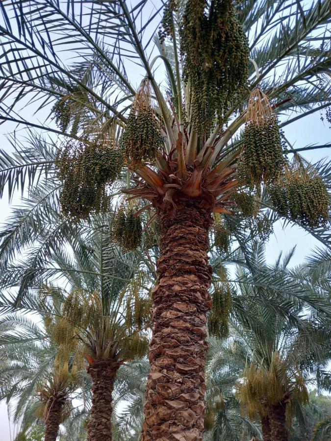 Forest Camp Siwa - كامب الغابة Siwa Oasis Buitenkant foto