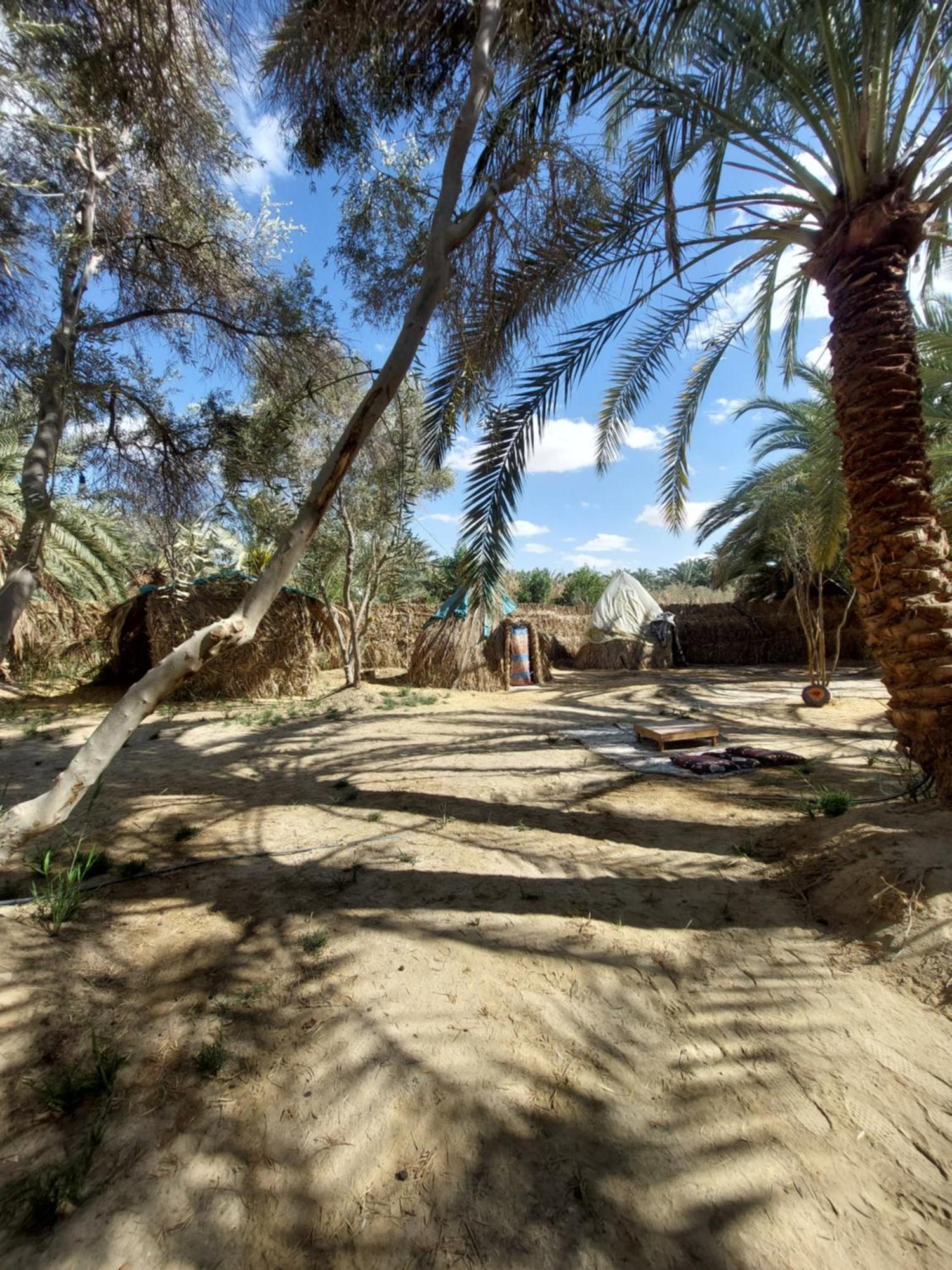 Forest Camp Siwa - كامب الغابة Siwa Oasis Buitenkant foto