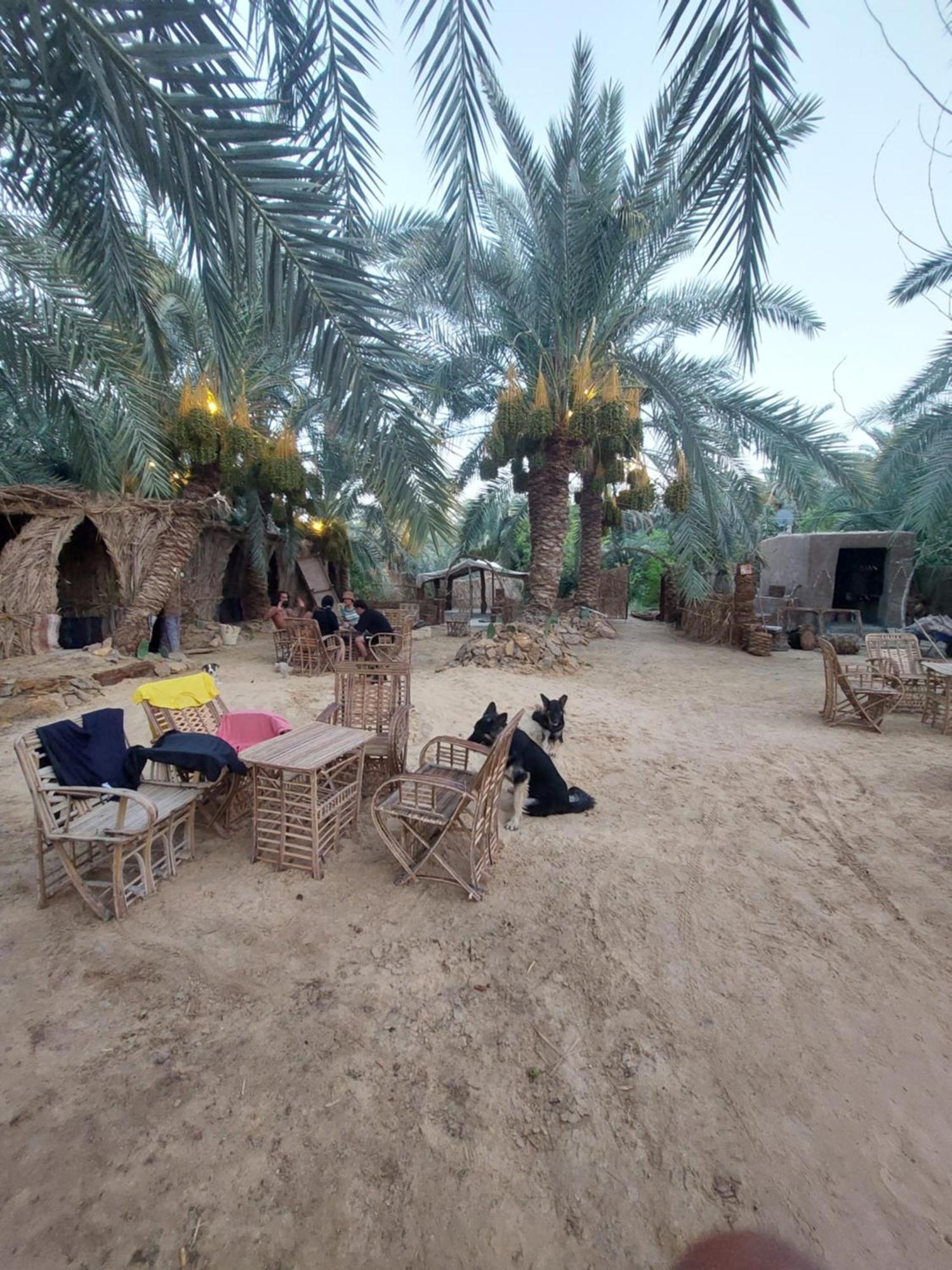 Forest Camp Siwa - كامب الغابة Siwa Oasis Buitenkant foto